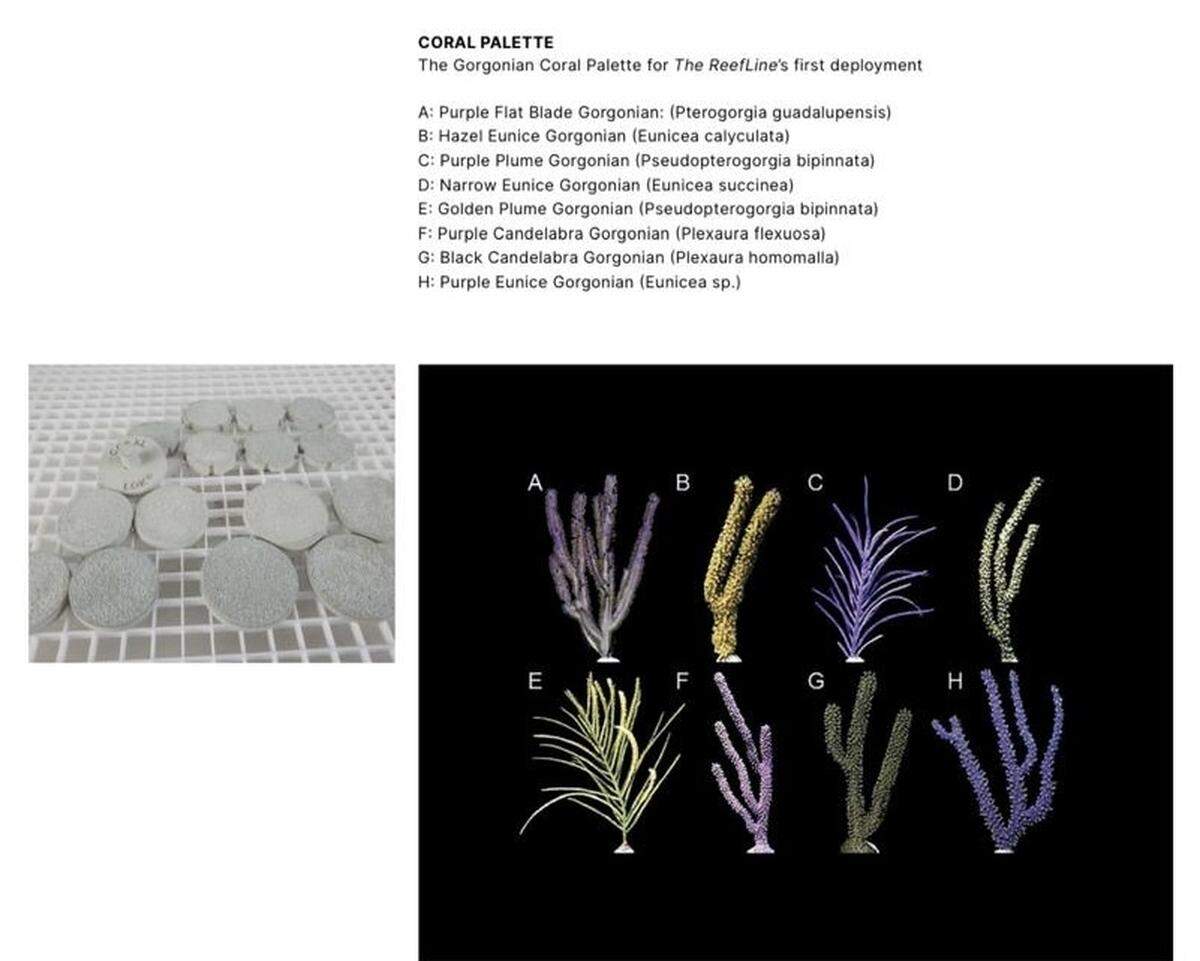 Color palette and species of soft coral that will be planted using “Coral Loks” in several months.