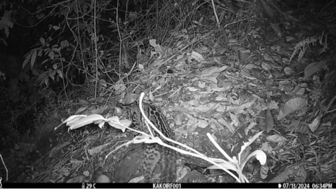 The elusive feline was photographed more than once in the Himalayan foothills of India.
