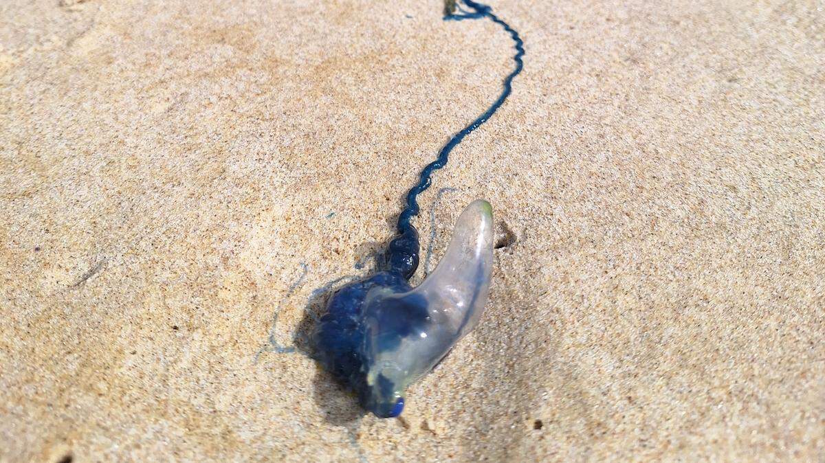 Portuguese man o’ wars, or bluebottles, are known for their sting and are found in oceans around the world.