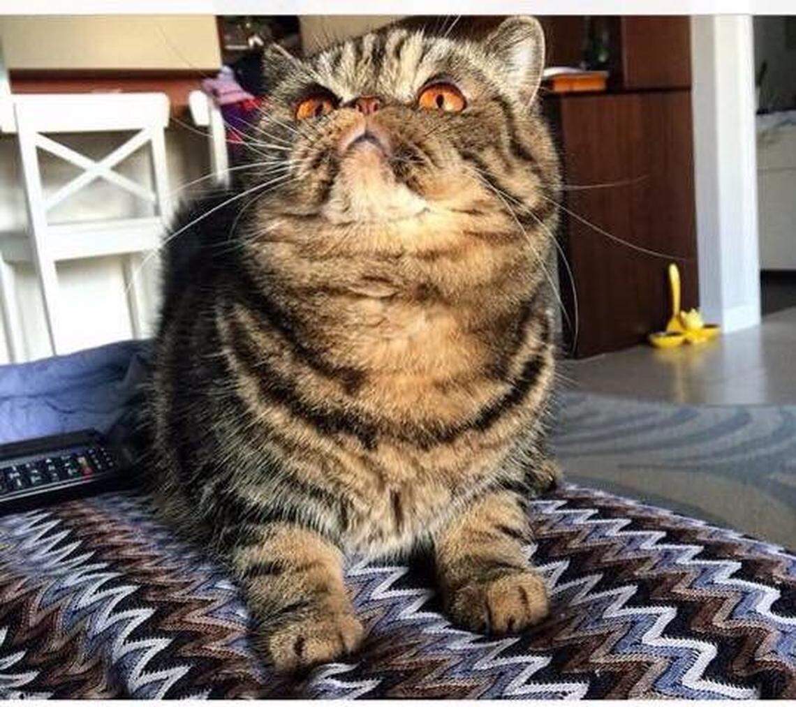 Eric Marshall and his wife Luciana of Miami Beach submitted this photo of Gato, their exotic 14-year-old cat, for the Miami Herald’s Cutest Pet Contest. After readers voted Gato won the cat competition with 702 votes or 48% of votes cast. “He likes to sleep just like his mom with his head covered with a pillow,” Eric said in his entry photo.