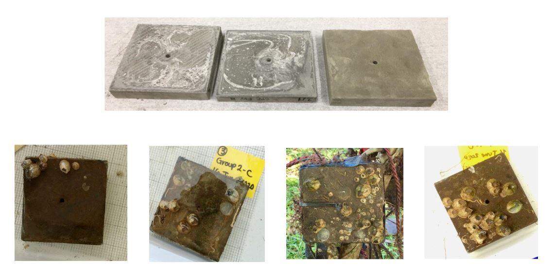 Researchers at UM experimented with growing coral and other marine life on pieces of concrete with different levels of acidity to see if it made a difference.