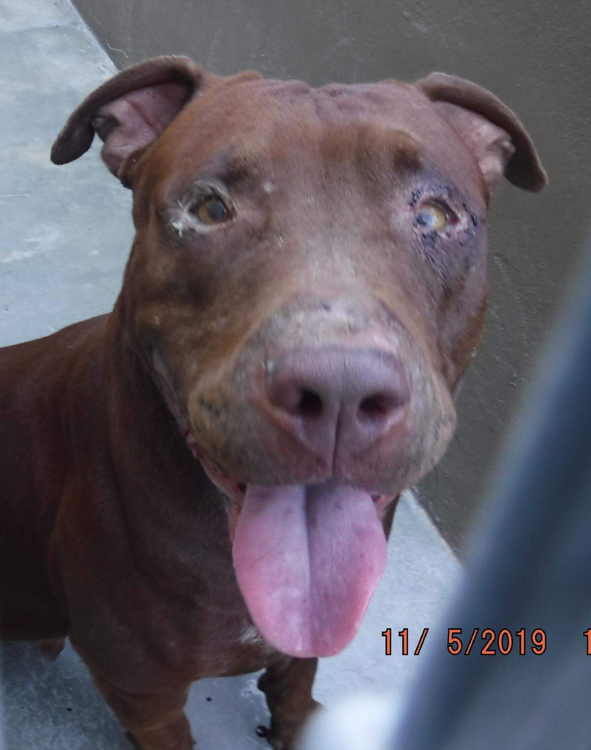 One of five dogs seized Nov. 5, 2019 by Miami-Dade Animal Services after the pack attacked a man in Northwest Miami-Dade.