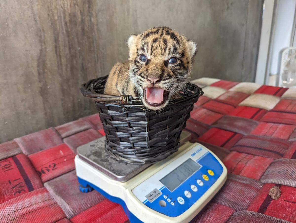 This baby’s going to need a bigger basket.
