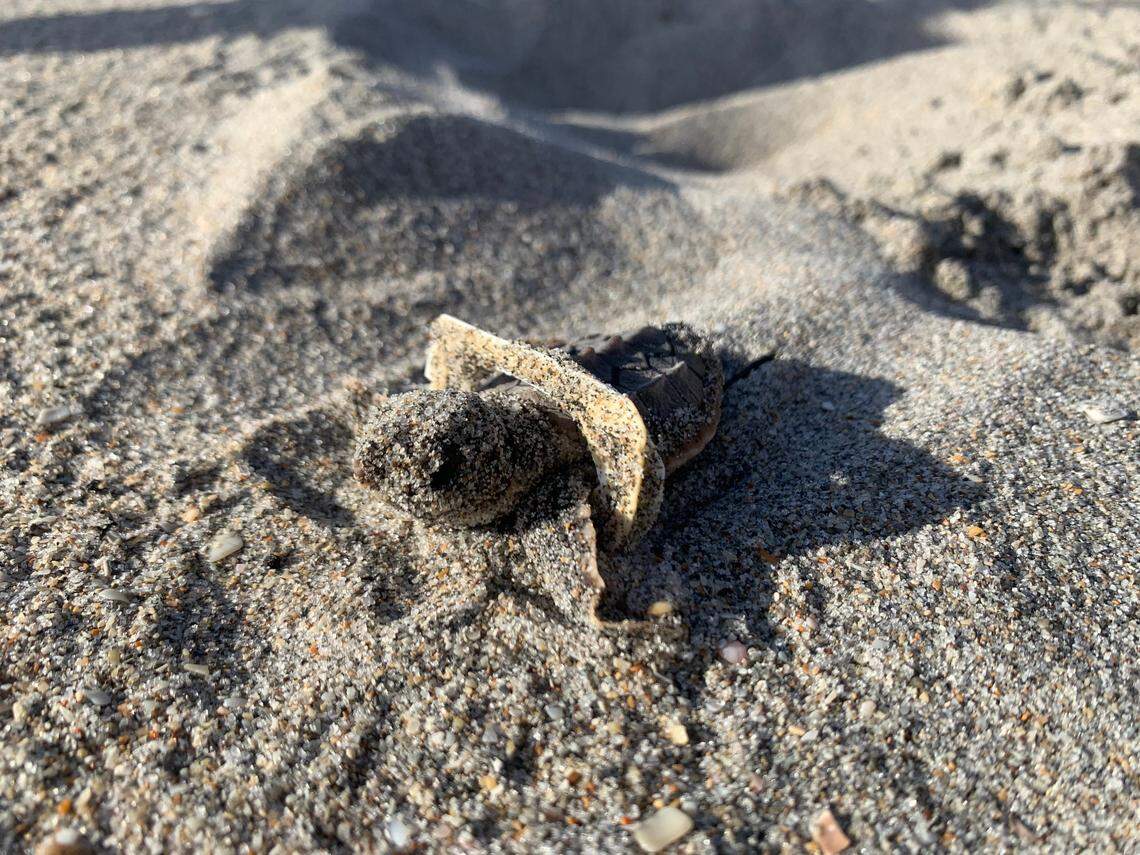 A baby sea turtle is entangled in a piece of plastic