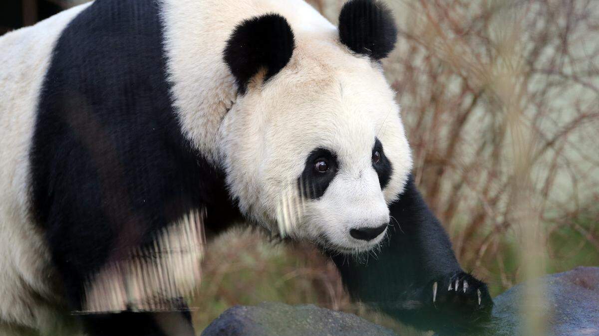 A complete giant panda skeleton was unearthed from a 2,000-year-old tomb in China, officials said. (AP Photo/Scott Heppell, FILE)