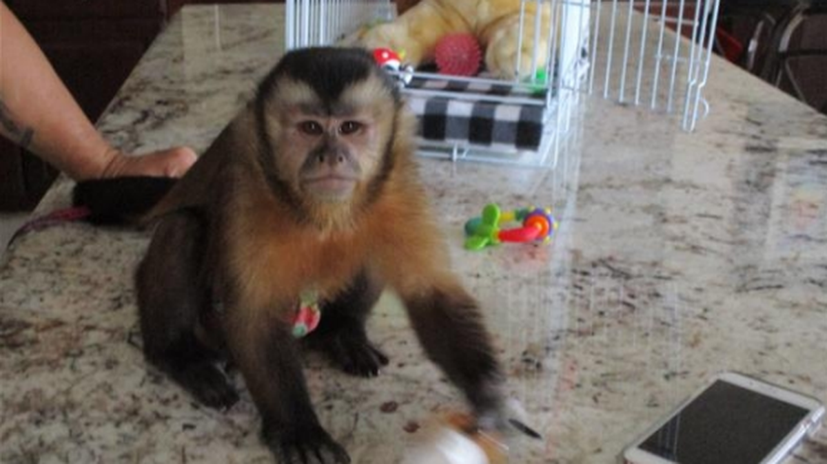 JoJo the 9-month-old pet Capuchin monkey bit an 8-year-old child at a Carrbba’s Italian Grill in Stuart, Florida, leading to a policy change for the restaurant chain.
