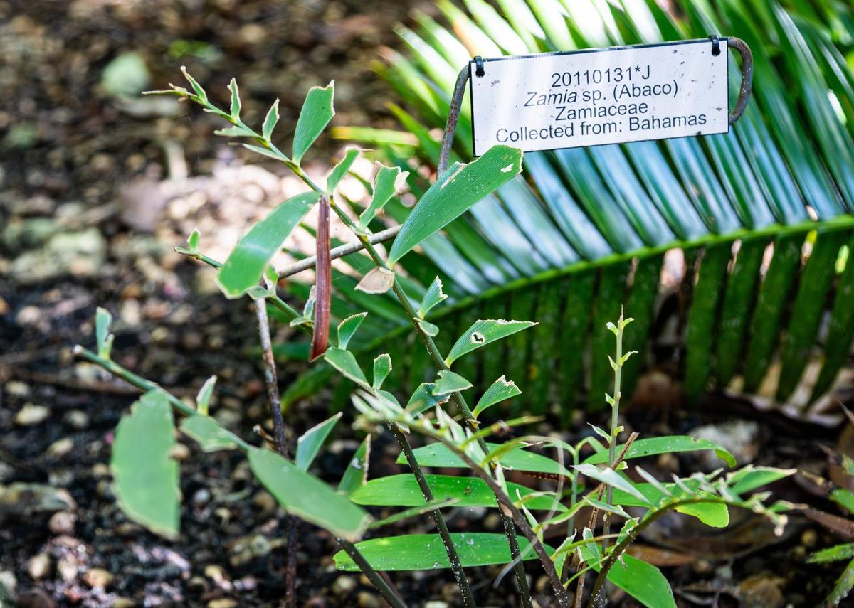 Zamia plants that were eaten and damaged by atala caterpillars sit at Montgomery Botanical Center on Wednesday, June 26, 2024 in Coral Gables, Fla.
