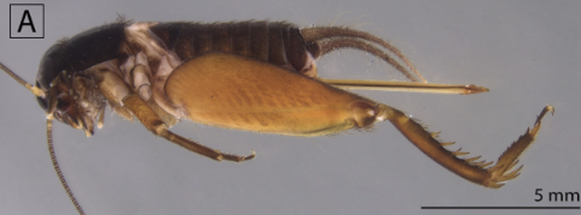 The new species has faint stripes on its body and is missing an essential sound-making set of ridges, researchers said.