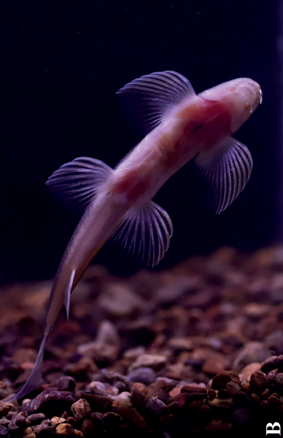 The underside of a Balitora anlongensis, or Anlong stone loach, as seen in an aquarium.