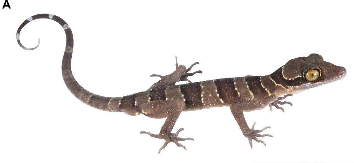 A close-up photo shows a Cyrtodactylus sungaiupe, or Thung Wa bent-toed gecko.