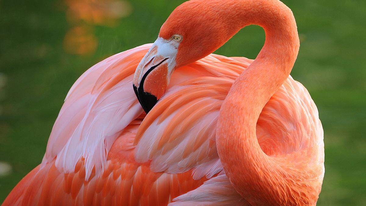 Flamingos could become the official Florida state bird, under a new proposal.