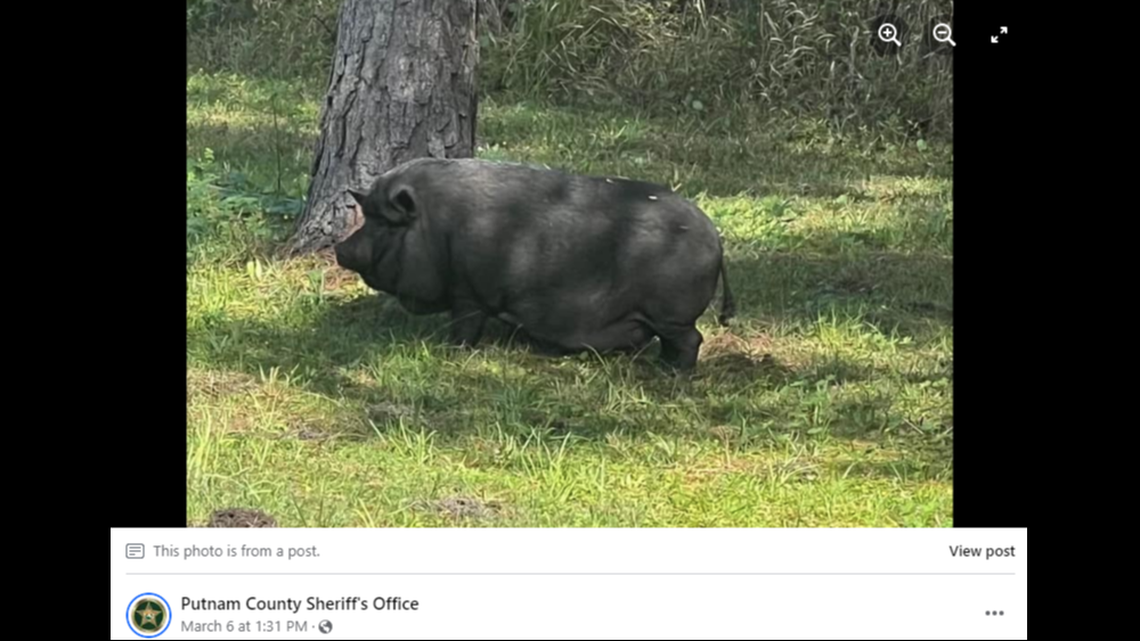 The pig was left to roam around in the hopes her owner would come forward, the sheriff’s office said.