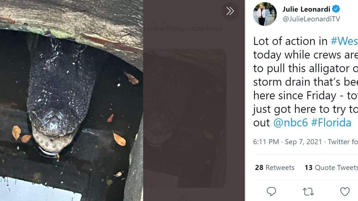 Screen grab of alligator stuck in storm drain in the Westchester area of Miami