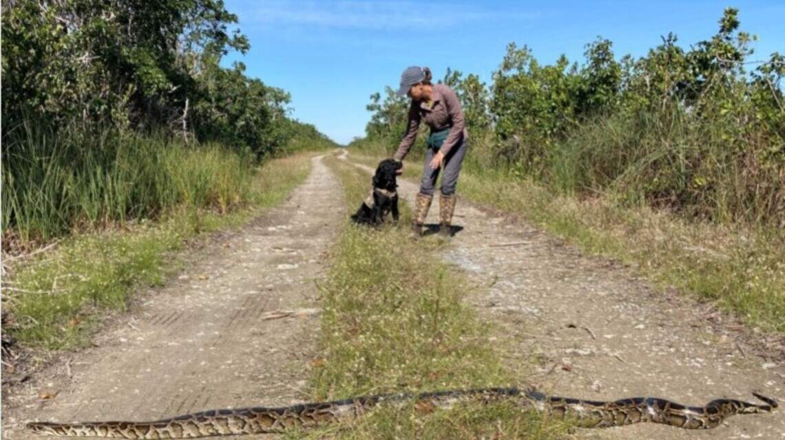 Python-sniffing dogs join the fight against Everglades invaders