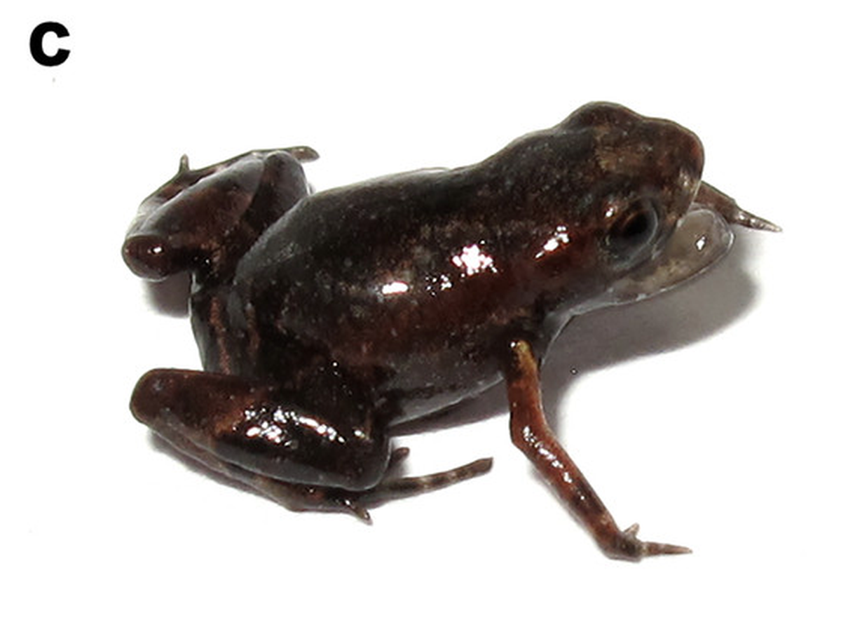 Some toadlets exhibited mouth-gaping behavior, holding their mouths open, when researchers approached them in the forest.