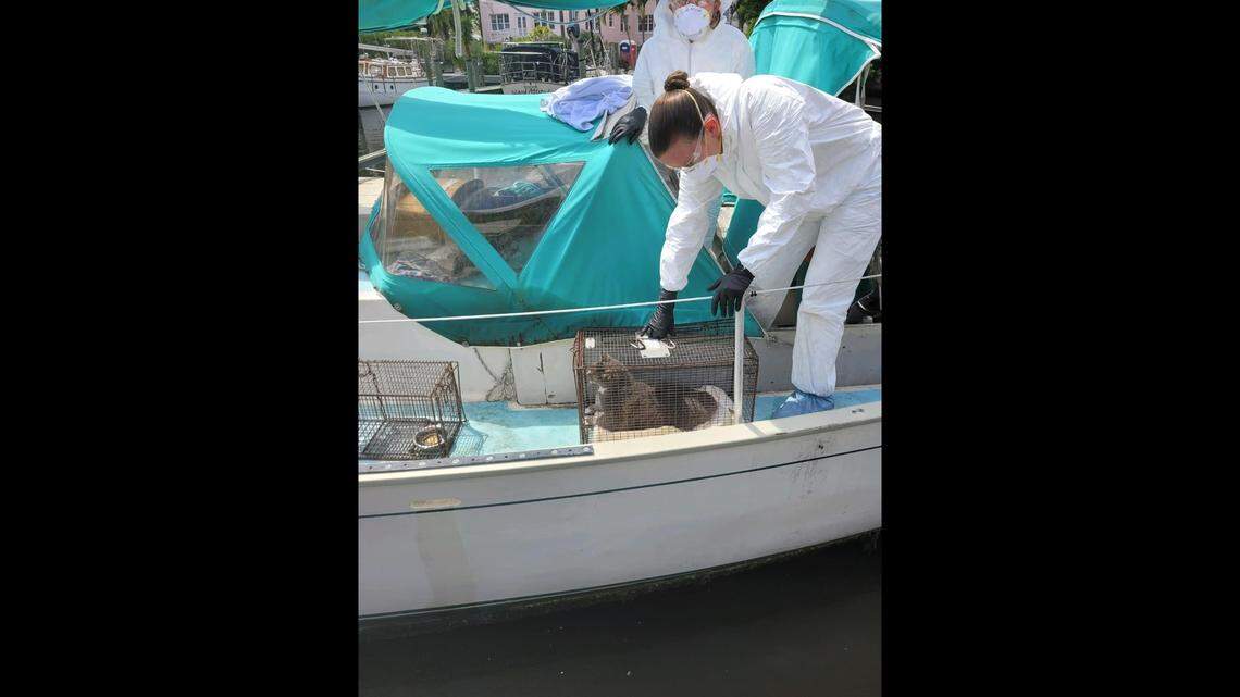 An unusual animal rescue played out on the Florida coast, when a terrified cat was found living on a boat with the body of its owner.