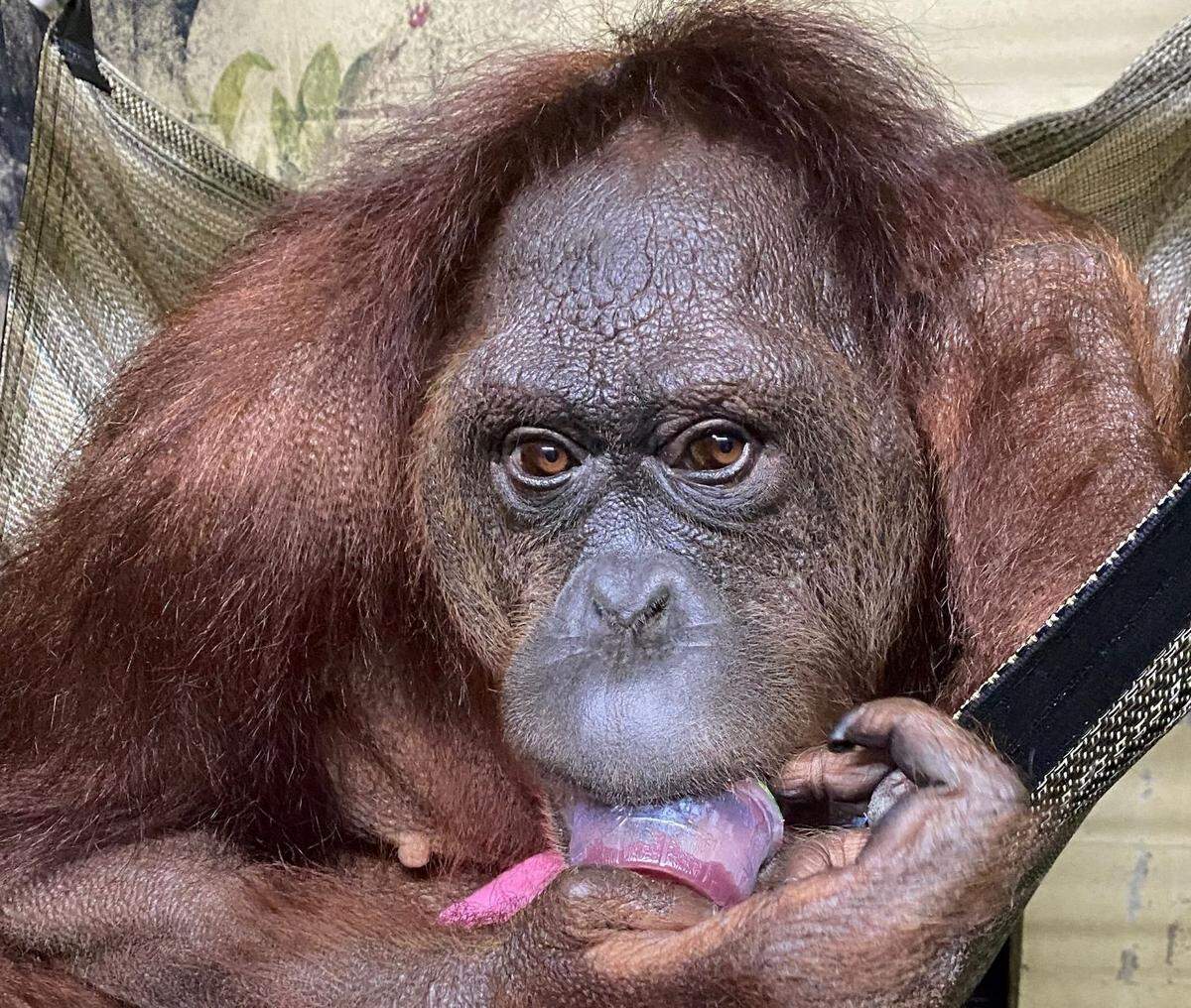 Peanut snacks on applesauce at the Center for Great Apes in Central Florida.