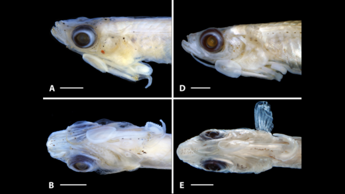 Small Fish With Ruffles Tiny creature with ruffled genitalia is new species: study | Miami Herald