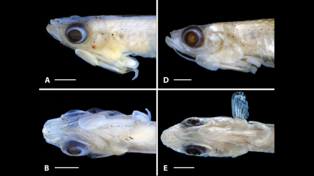 The tiny fish grows to only about a half-inch long, researchers said.