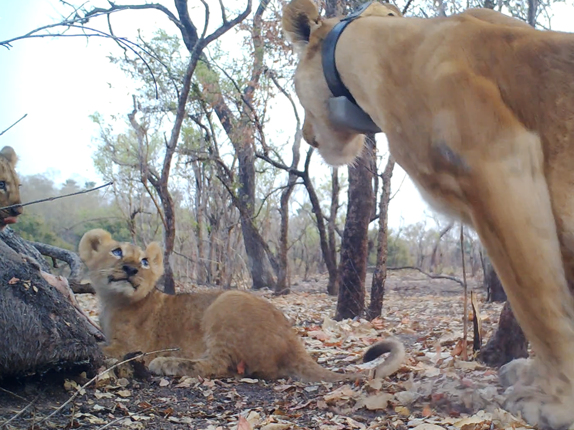 One of Flo’s cubs looks up at her.