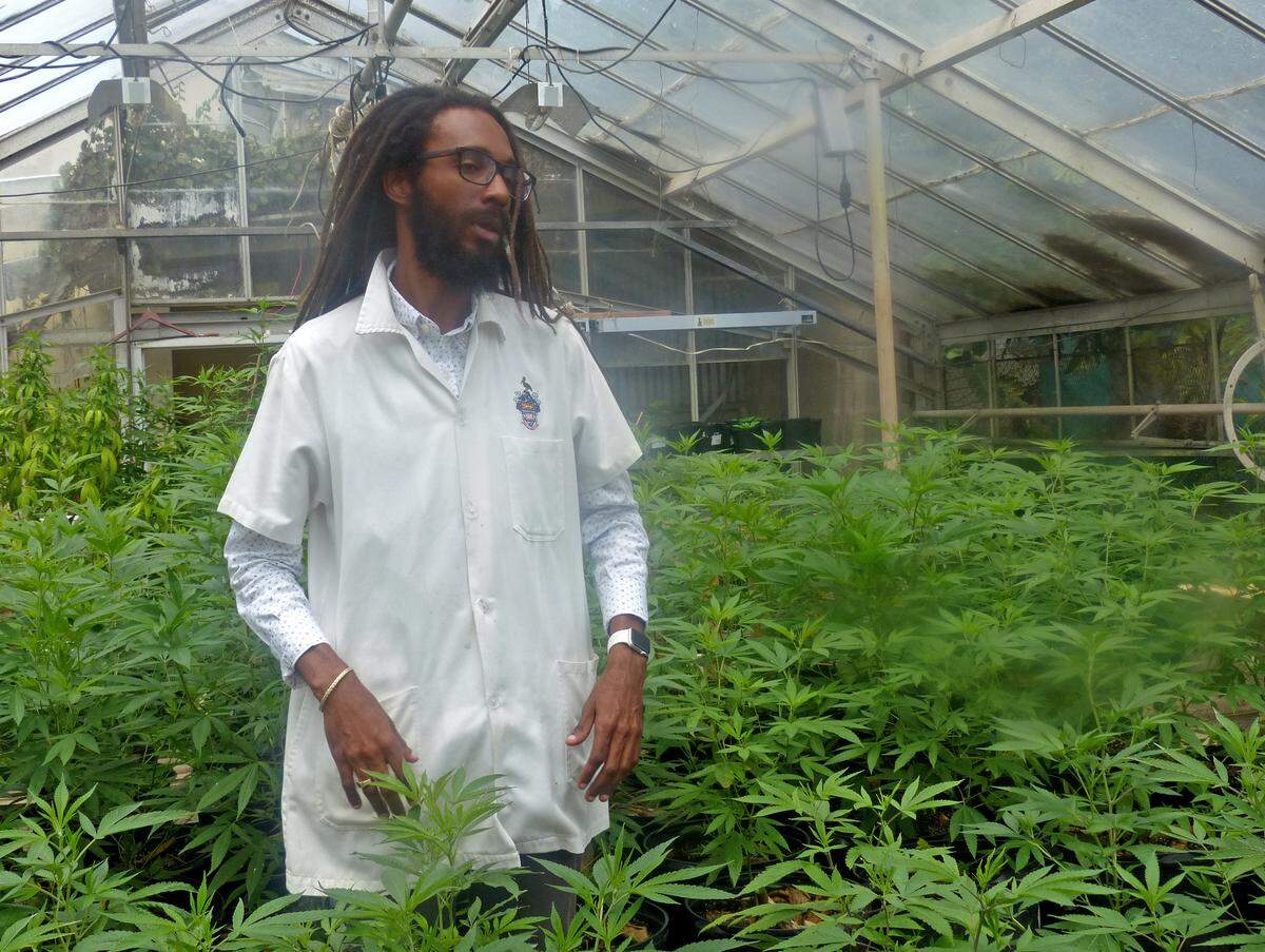 Machel Emanuel has a greenhouse at the University of West Indies Mona Campus where he’s researching marijuana strains.