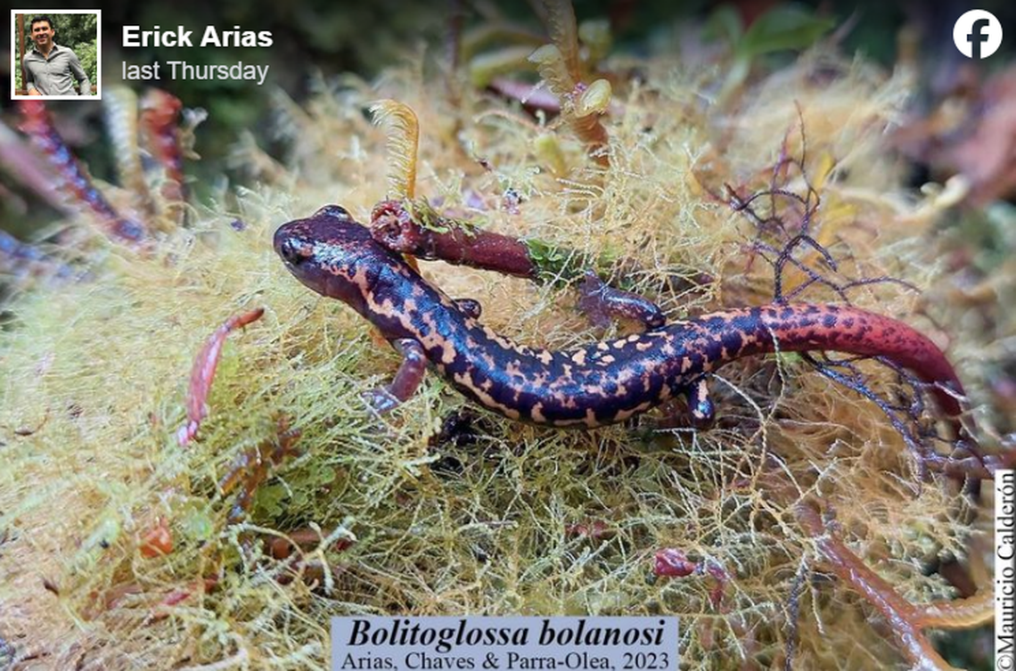 The Bolaños’ Web-footed Salamander has a “robust” body and “long” tail, according to reseachers.