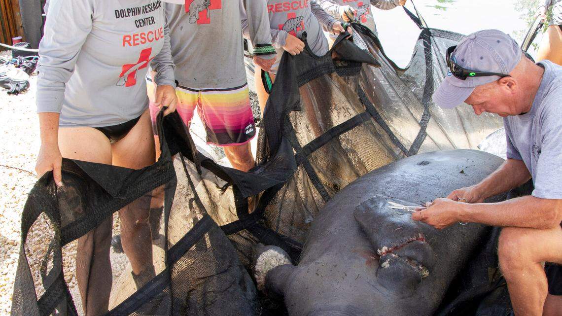 Florida Keys rescuers free manatee tangled in fishing line