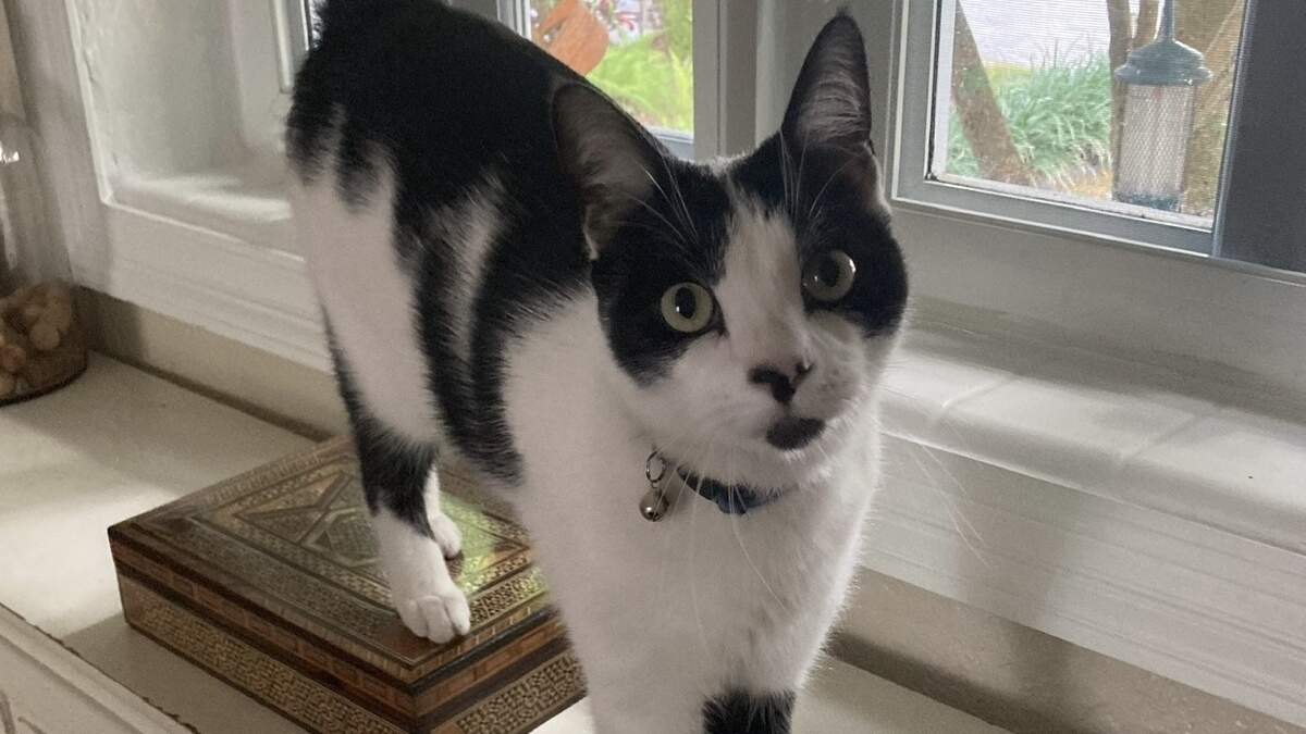 Residents of Coral Gables have united after Carrot's hit-and-run death by a speeding driver. They've met with city officials to demand speed bumps and safety measures in their neighborhood to slow cut-through drivers.