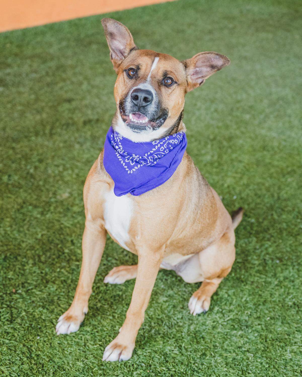 “Jada A2433193 is a joyous little ball of energy who is sure to keep you on your toes. The 3-year-old pretty girl is a playful young dog who wants nothing more than to use all her energy chasing her doggie friends. She would make the perfect running partner and would love an active family to take her on adventures. She has been at the shelter since February of 2023.”