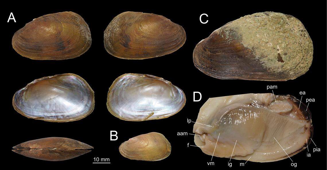 The mussels are small on one side, but uniquely expanded on the other end, researchers said.