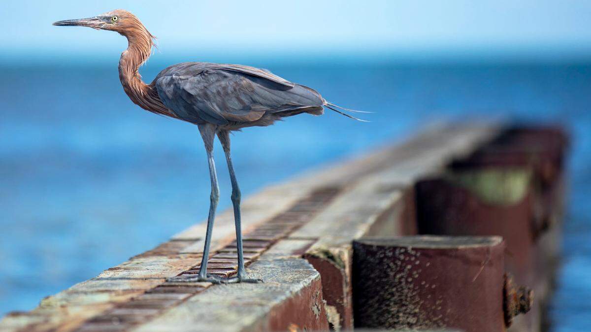 A reddish egret stands on a groin at Virginia Key Beach Park in Key Biscayne, Florida on Saturday, August 8, 2020.