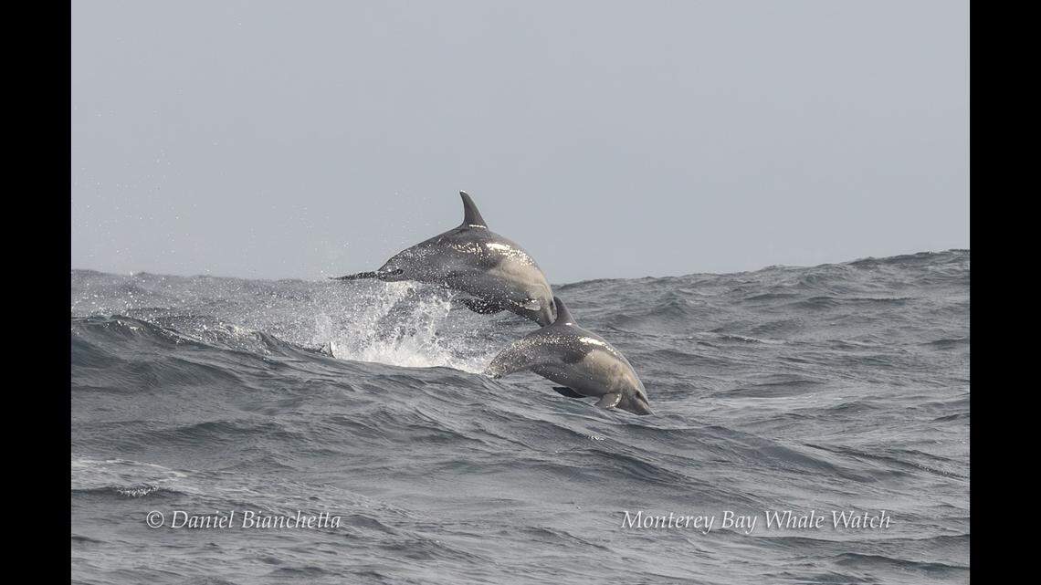 Tourists also got a glimpse at about 250 comon dolphins, according to the tour agency.