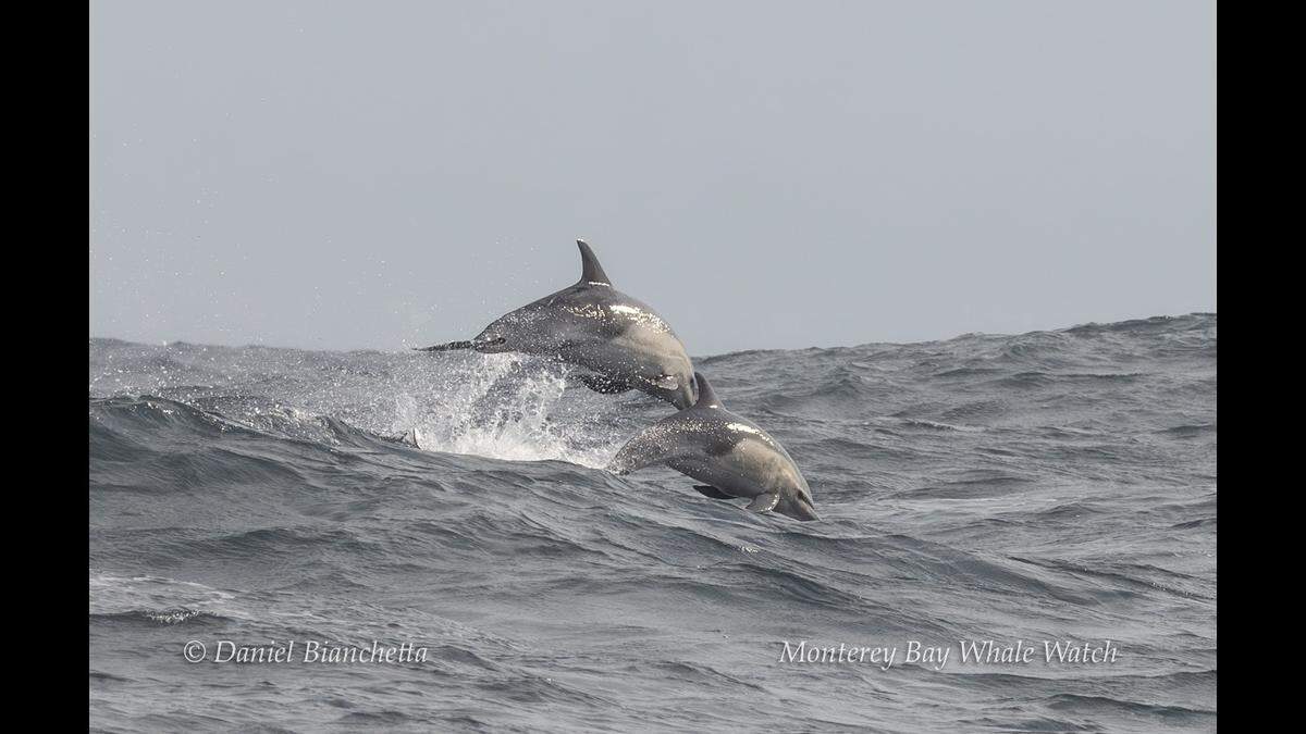 Tourists also got a glimpse at about 250 comon dolphins, according to the tour agency.