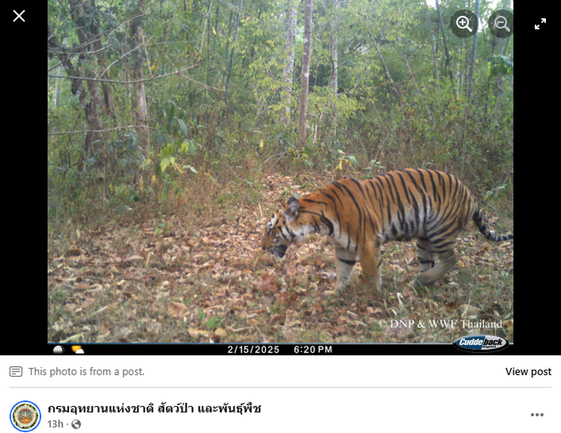Tigers are endangered, but found throughout Asia from Turkey to Malaysia, according to experts.