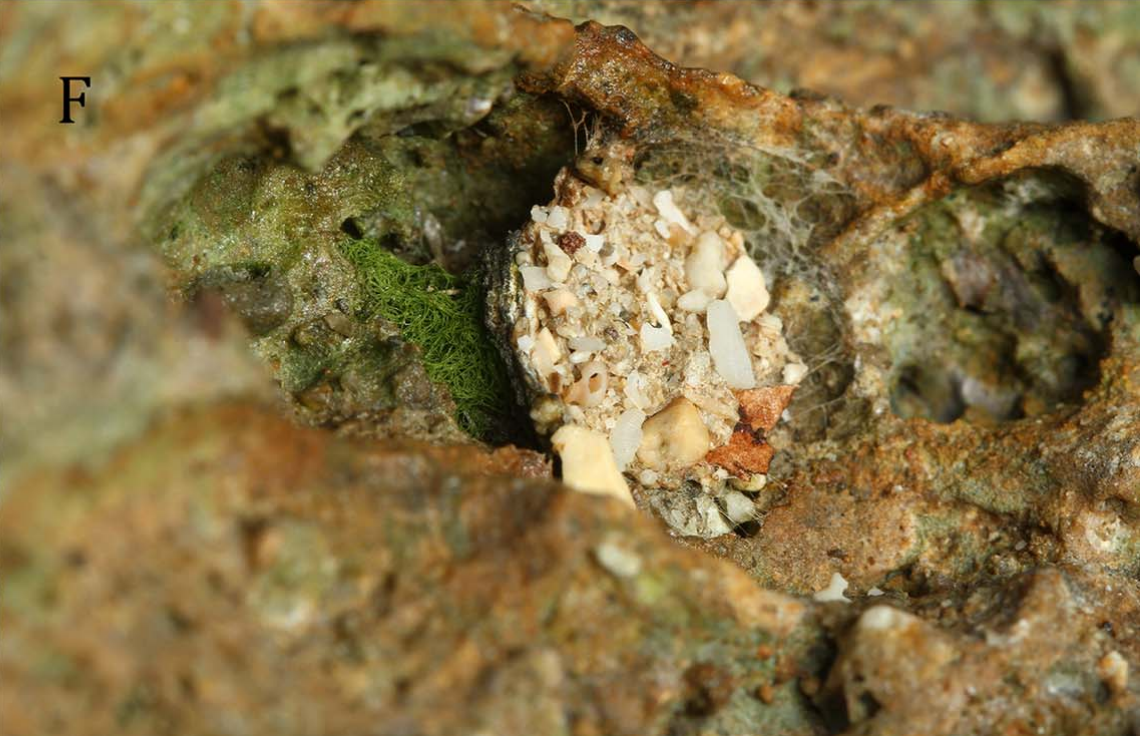 The closed nest of an Idioctis parilarilao, or Parilarilao trapdoor spider.
