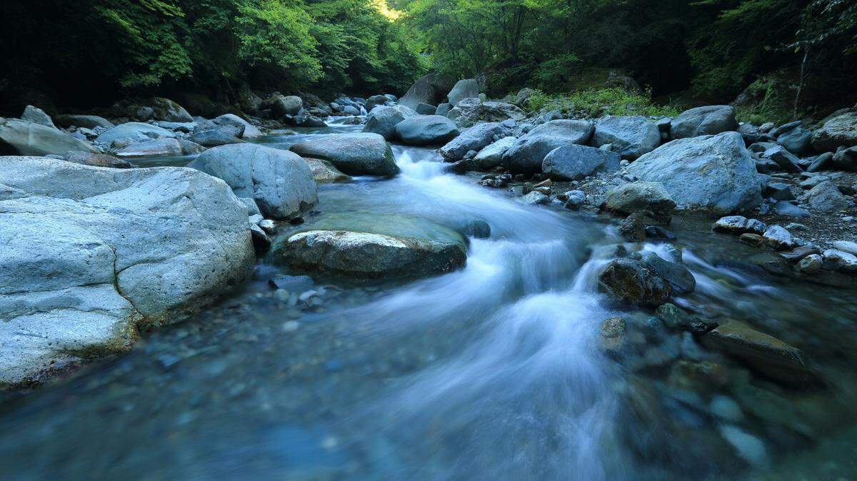 In the plants and bushes around mountain streams in Ecuador, two new species call into the night.
