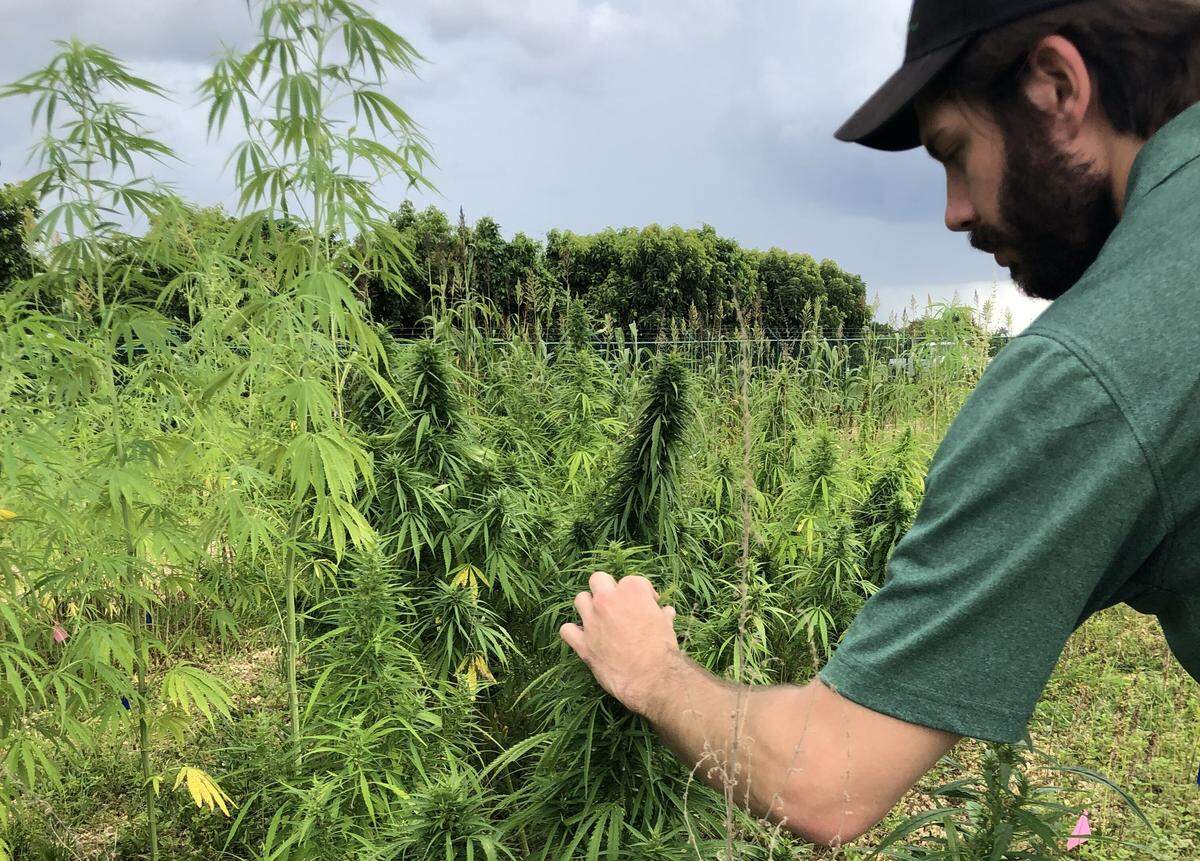 Green Point Research co-founder Jordan Pace examines a hemp plant at a University of Florida pilot location.