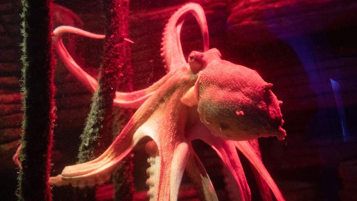 One year old Octopus Oktavius swims in Berlin's Sealife aquarium, on July 20, 2021. - Octopus Oktavius reaches on his first birthday on July 20, 2021 a tentacles' span of about two meters, and received an extra portion of fish to celebrate his anniversary. (Photo by PAUL ZINKEN / AFP) (Photo by PAUL ZINKEN/AFP via Getty Images)