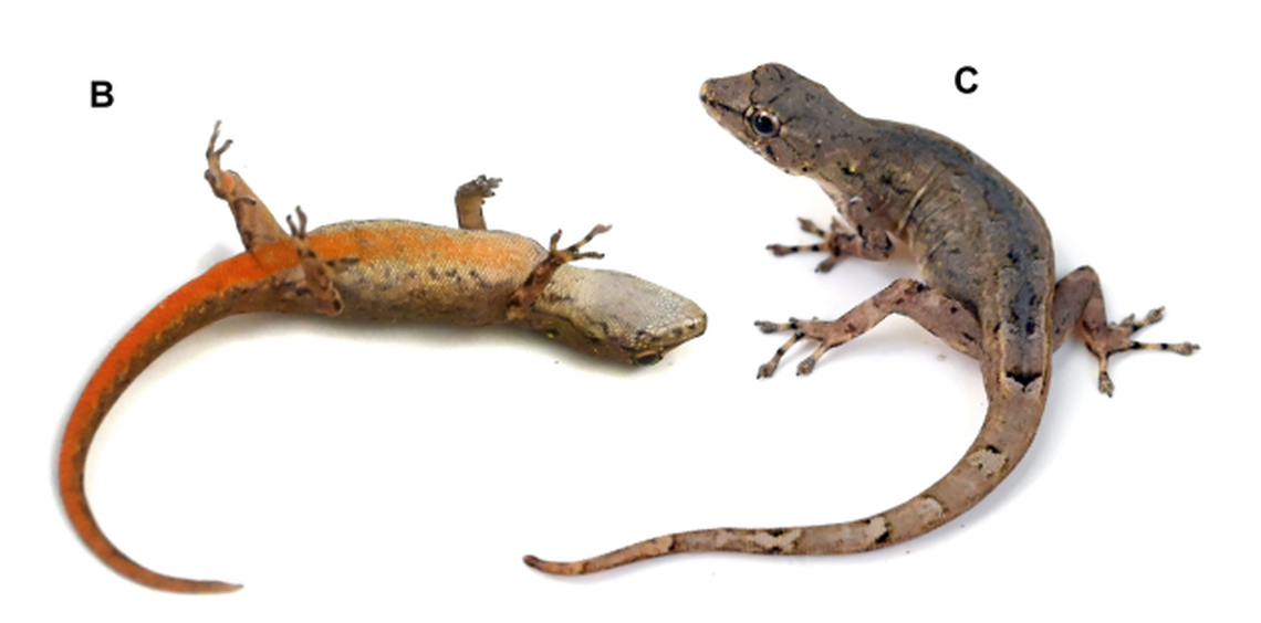 The new species can be identified by its bright orange belly and tail.