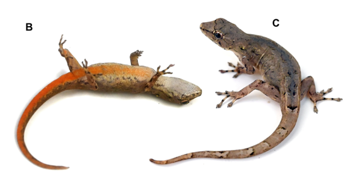 The new species can be identified by its bright orange belly and tail.