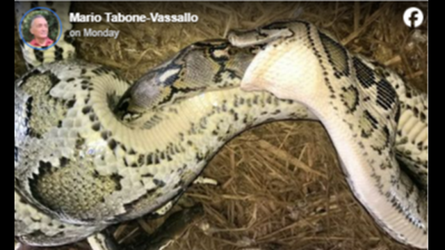 An instance of one python swallowing another one has been documented and it involved a 10-foot Burmese python — the same species now invading South Florida.