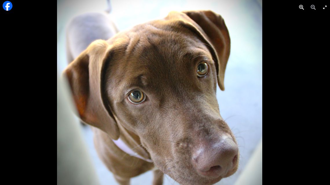 A Pennsylvania animal shelter is giving this 1-year-old dog a second chance after he was tied to a pole and abandoned at a gas station.