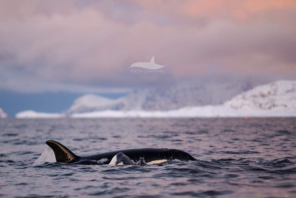 Two to three juvenile orcas were with the adult whale, boaters said.