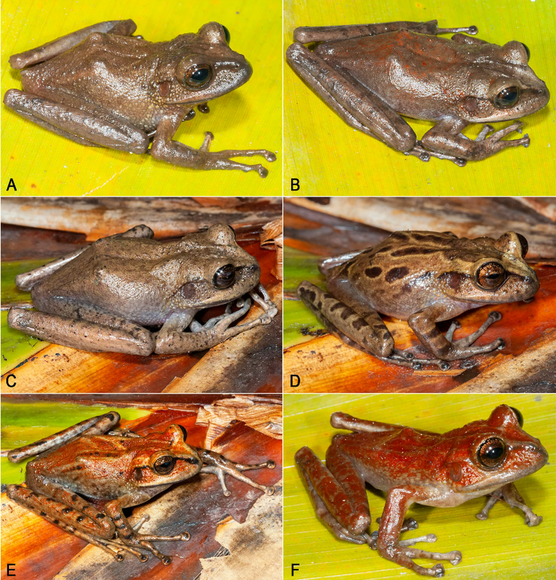 Stefania maccullochi varied in color from brown to red.