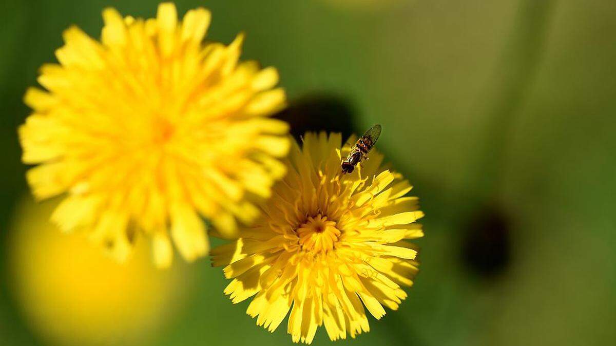 dandelions augusta georgia