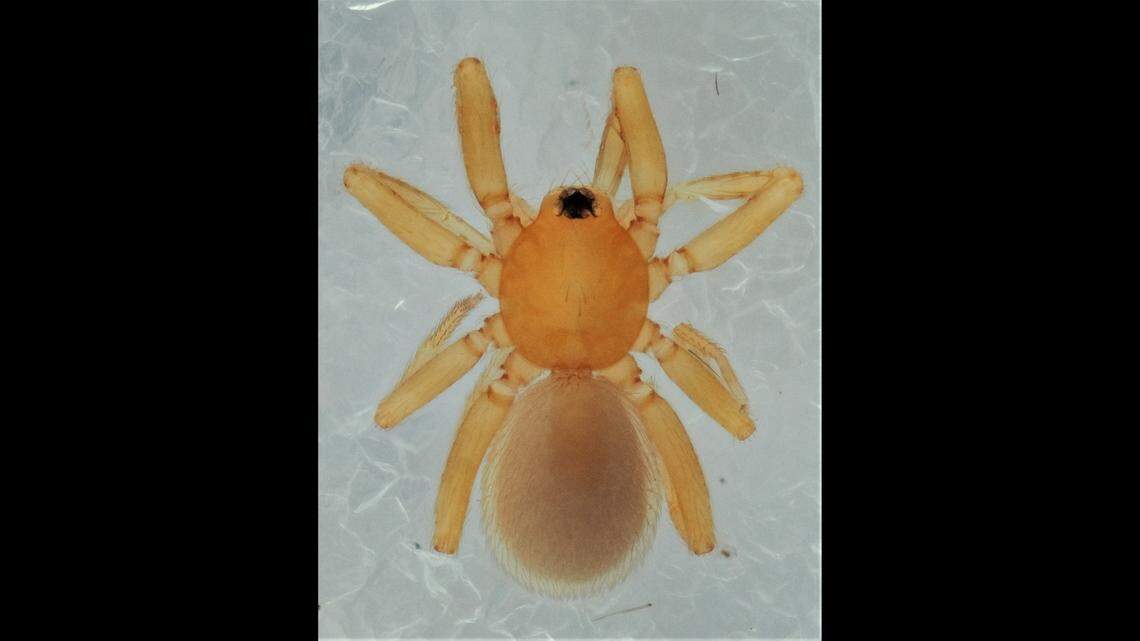 A female Ogata-Yoroi-Danigumo.