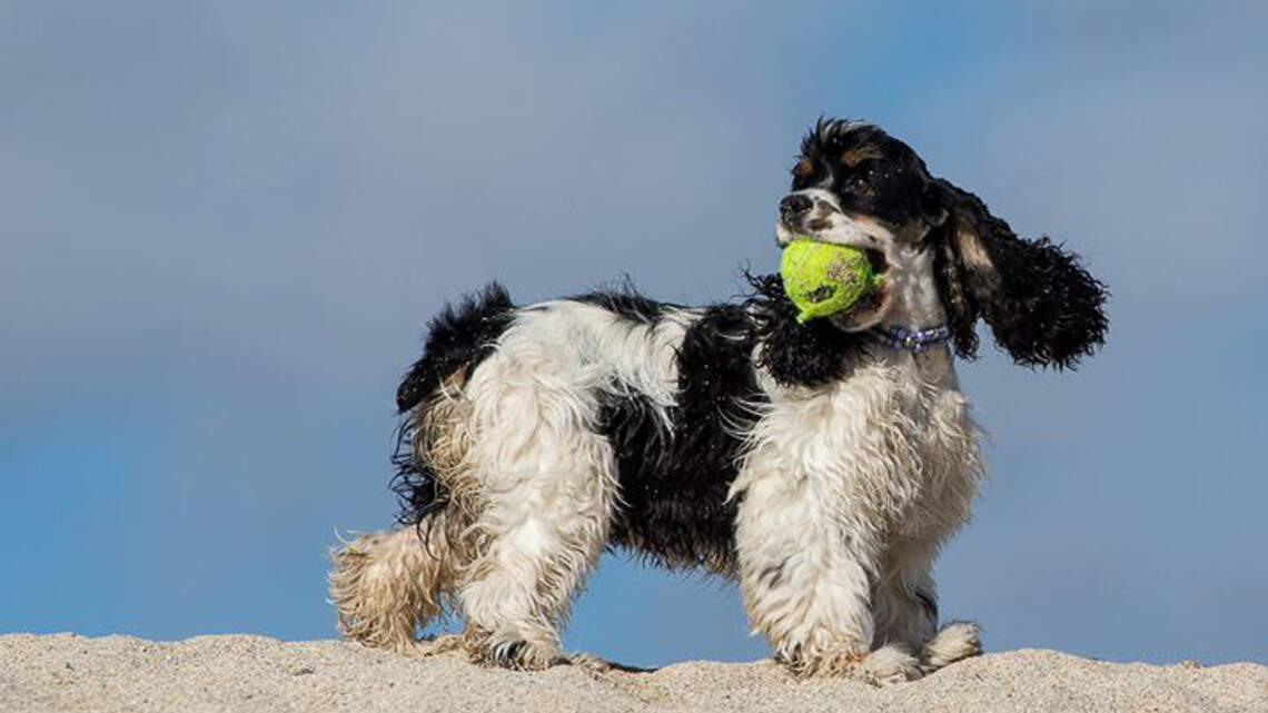 Dog food meant to be trashed wound up in stores. It might have metal, plastic