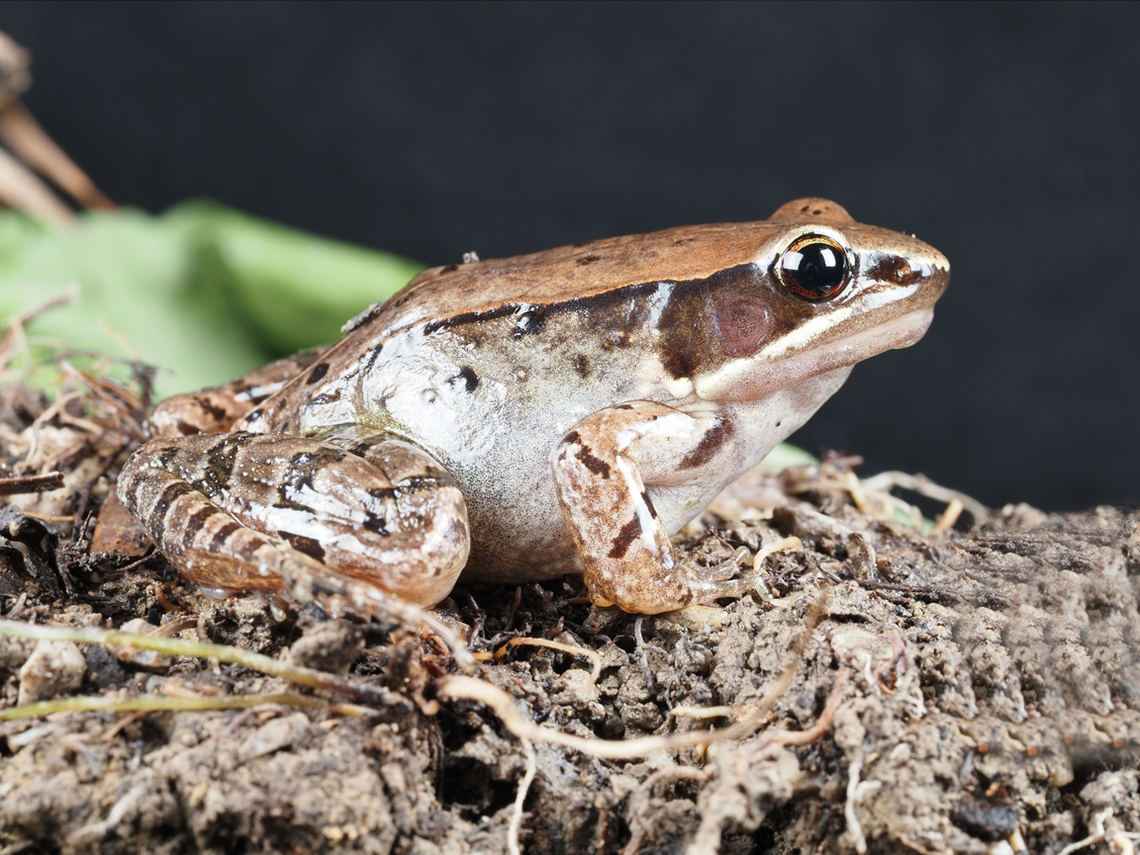 The Chongqing music frog, or Nidirana chongqingensis, seen from the side.
