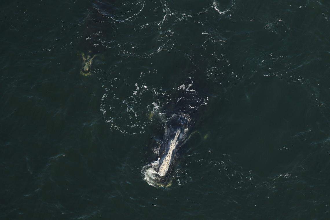 Right whales are one of the most endangered species of large whales, according to experts.