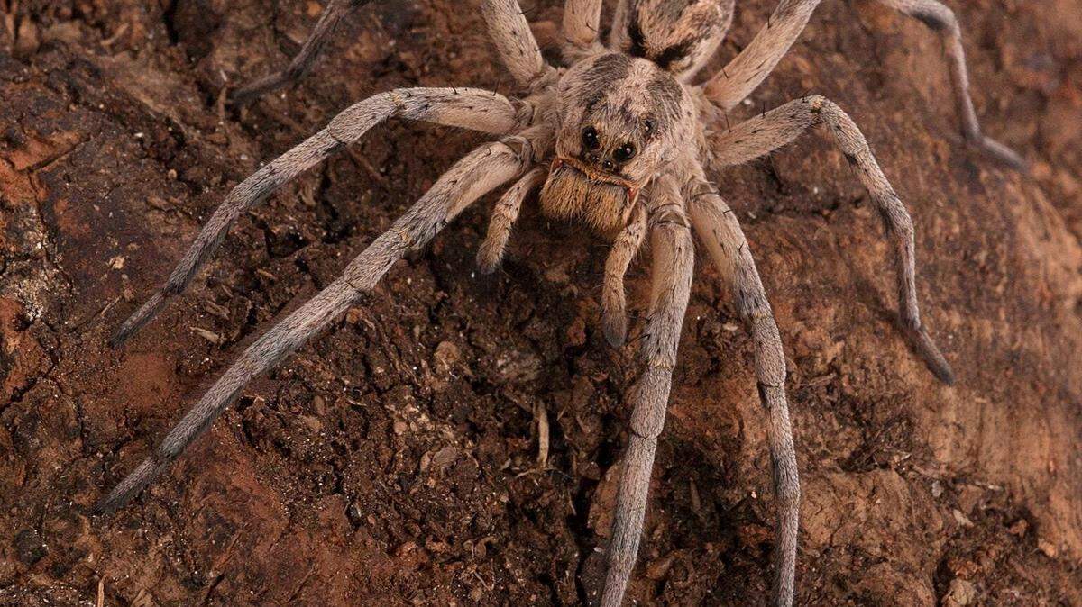 A wolf spider, known for its hunting instincts, is part of the Milwaukee Public Museum exhibit "Spiders Alive!"

Wolf Spider Milwaukee Public Museum